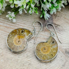 Hepburn and Hughes Ammonite Earrings | Madagascan light tones | 25mm Ammonites | Fossil Jewellery | Sterling Silver