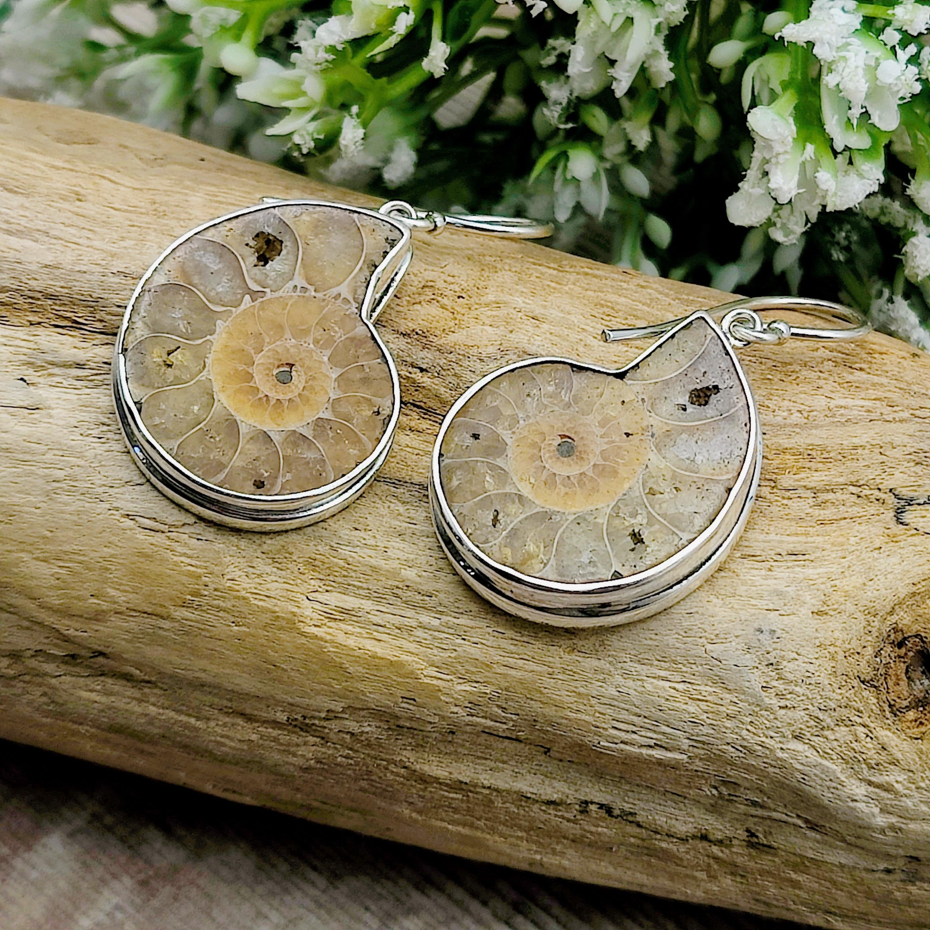 Hepburn and Hughes Ammonite Earrings | Madagascan light tones | 25mm Ammonites | Fossil Jewellery | Sterling Silver