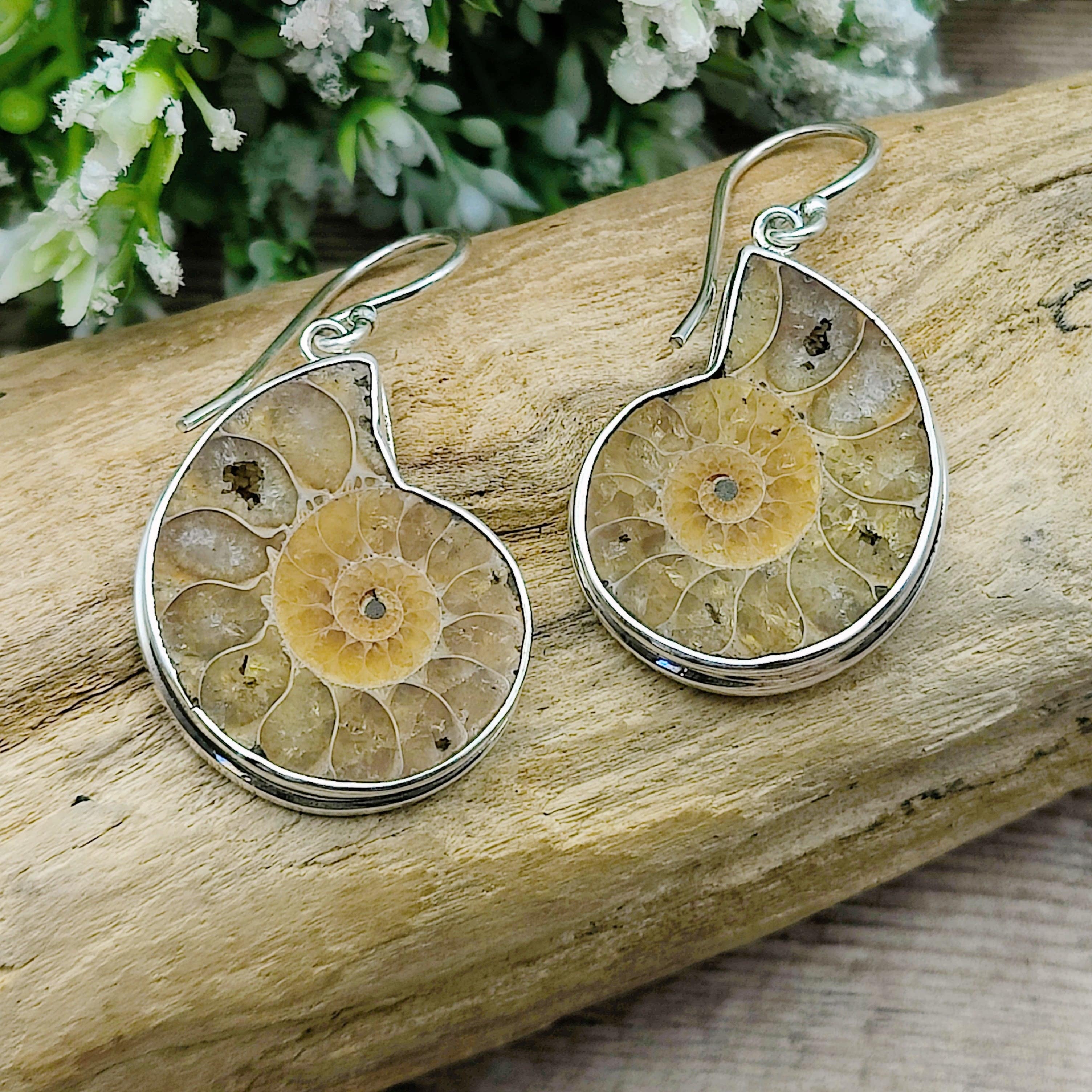 Hepburn and Hughes Ammonite Earrings | Madagascan light tones | 25mm Ammonites | Fossil Jewellery | Sterling Silver