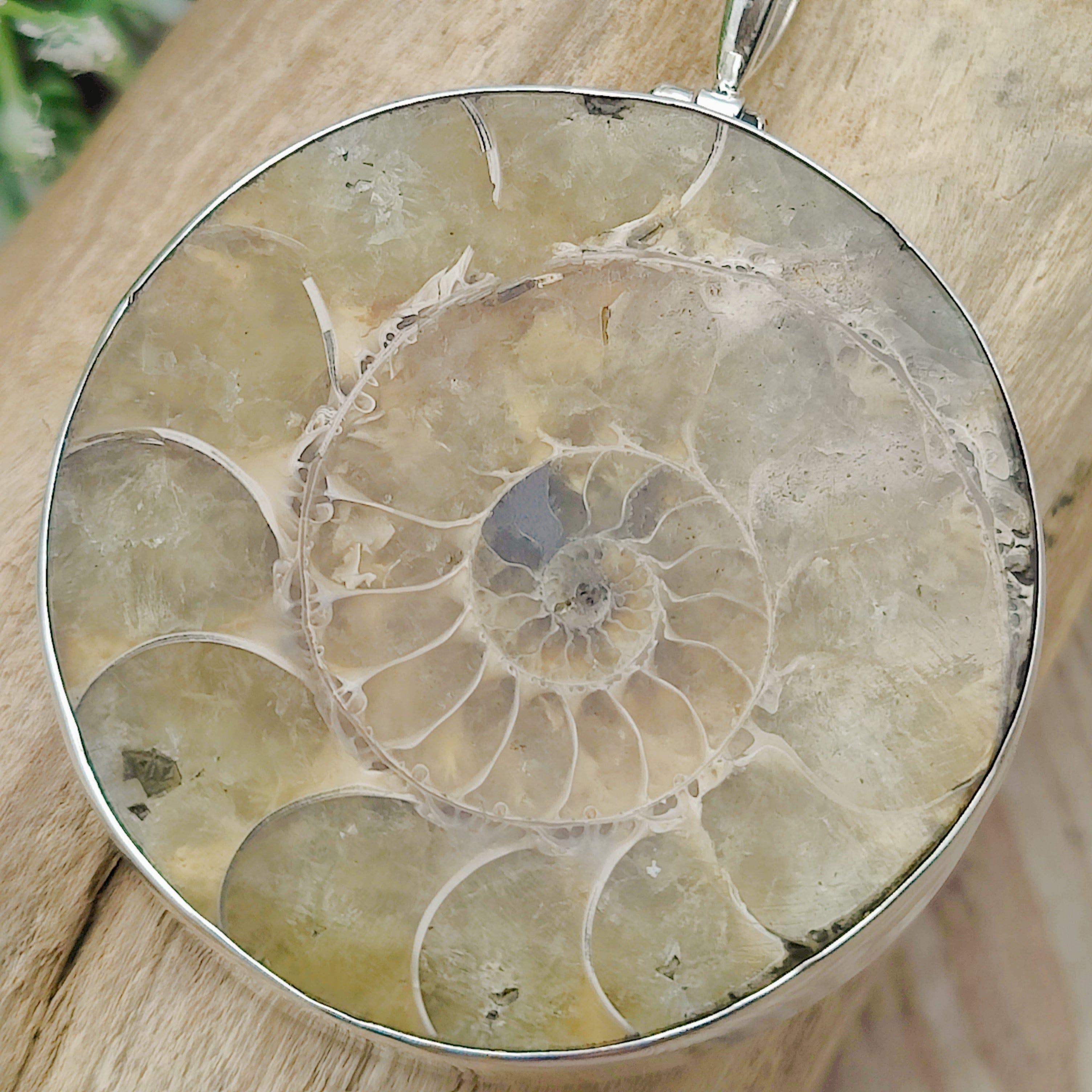 Hepburn and Hughes Ammonite Fossil Pendant | Circular | Two Options | Sterling Silver