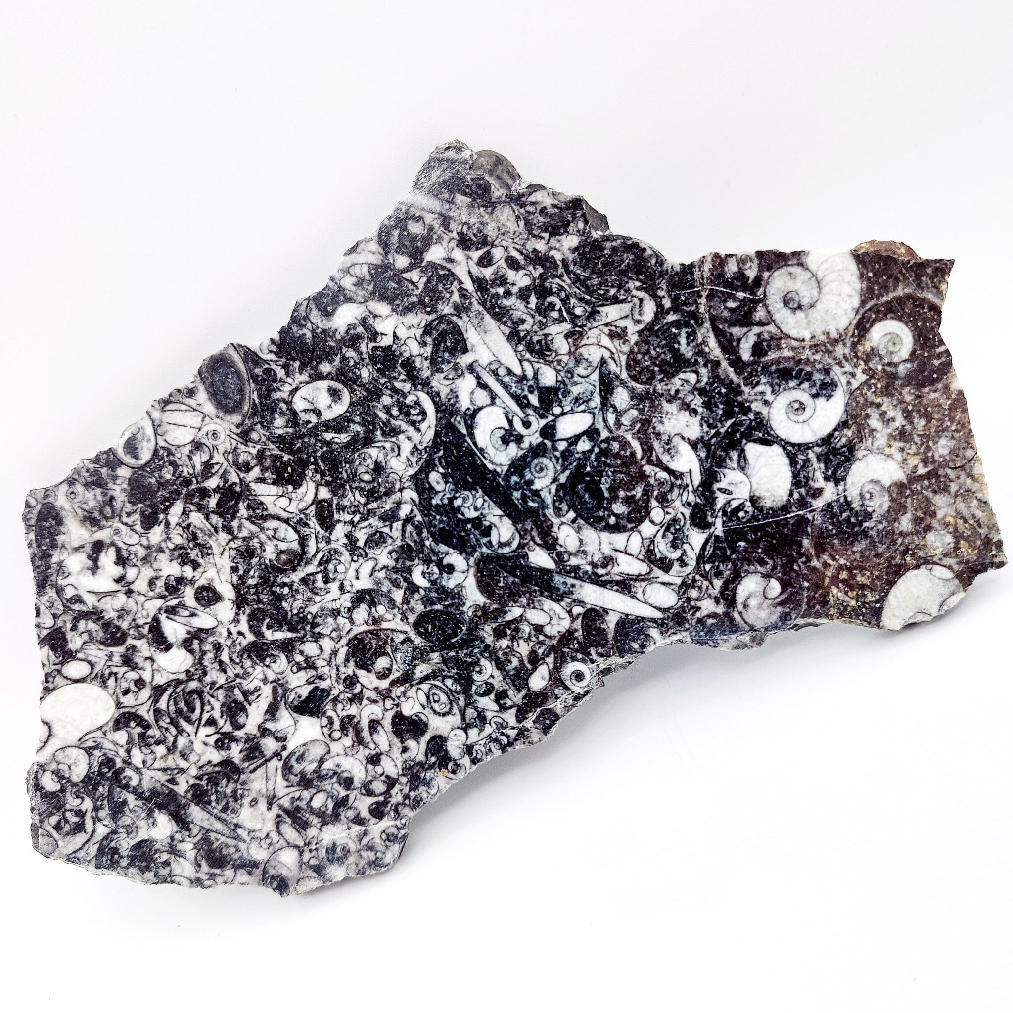 Hepburn and Hughes Fossilised Sea Creatures Pendant | Fossil Necklace | 30mm Oval | Sterling Silver