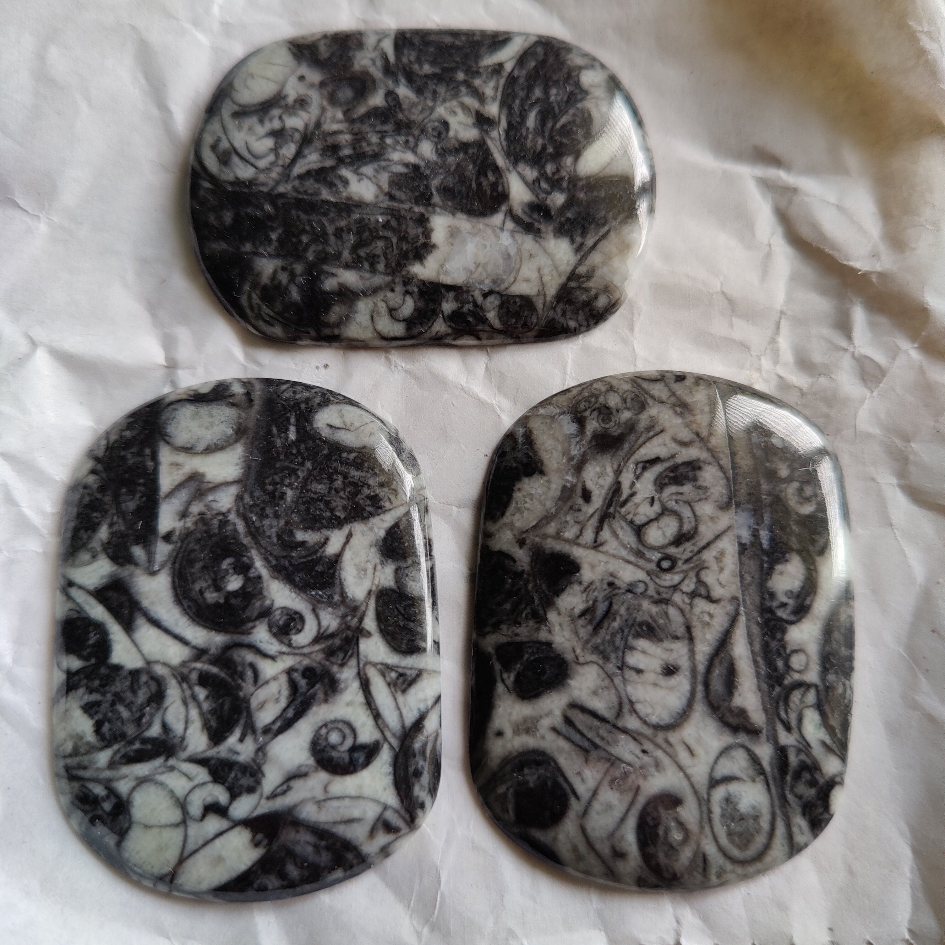 Hepburn and Hughes Fossilised Sea Creatures Cufflinks | Fossil Cufflinks | Sterling Silver