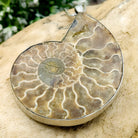 Hepburn and Hughes Ammonite Fossil Pendant | Large 70mm Madagascan | Sterling Silver
