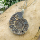 Hepburn and Hughes Ammonite Fossil Pendant | Large Madagascan | Two Options | Sterling Silver