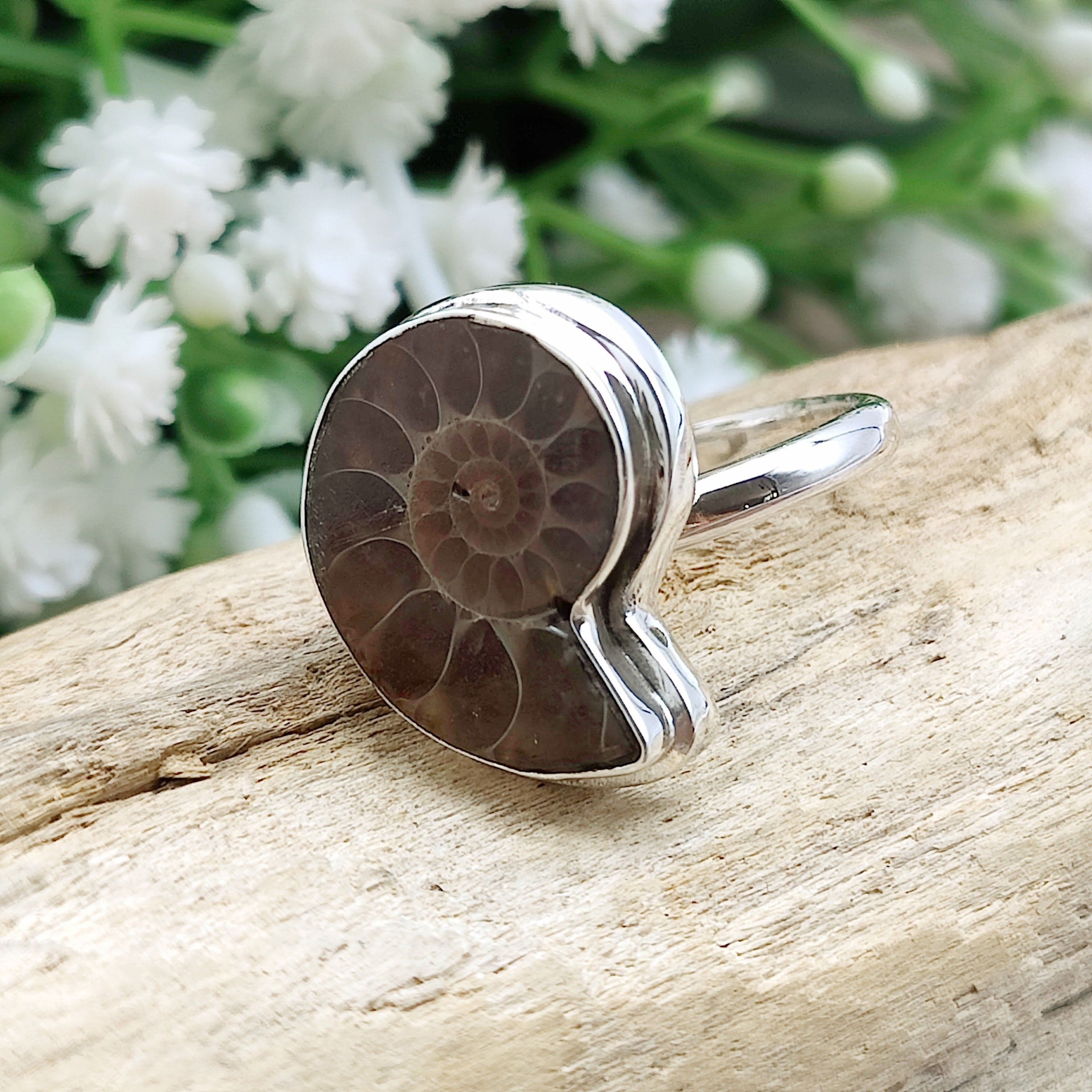 Hepburn and Hughes Ammonite Ring | Medium tone Madagascan 18mm Fossil | Sterling Silver