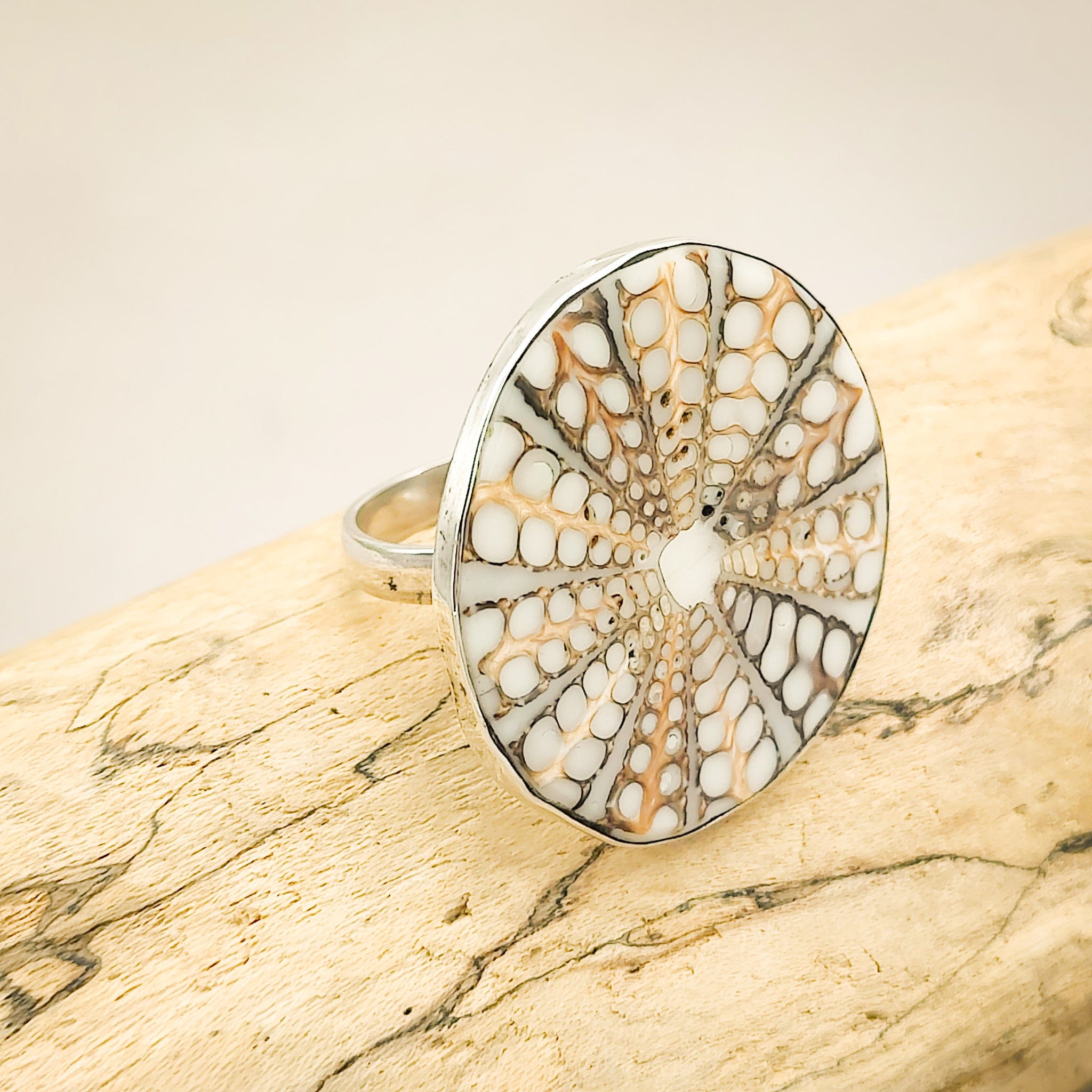 Hepburn and Hughes Seashell Ring | Circular Murex Shell | Sterling Silver