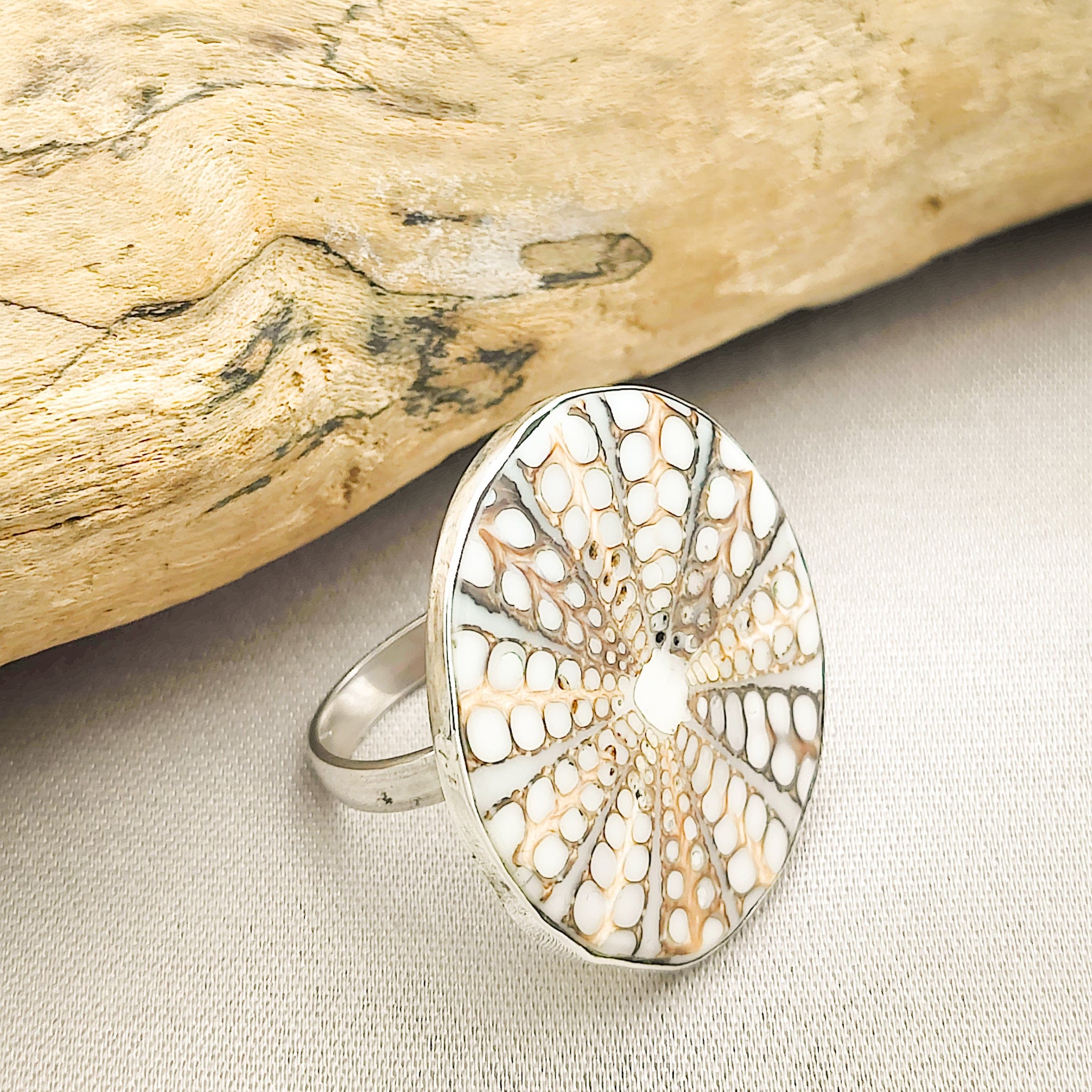 Hepburn and Hughes Seashell Ring | Circular Murex Shell | Sterling Silver