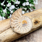 Hepburn and Hughes Ammonite Pendant, Large 60mm Madagascan in Sterling Silver