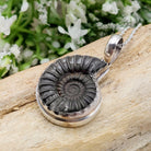 Hepburn and Hughes Ammonite Promicroceras Pendant | Fossil Necklace | Sterling Silver