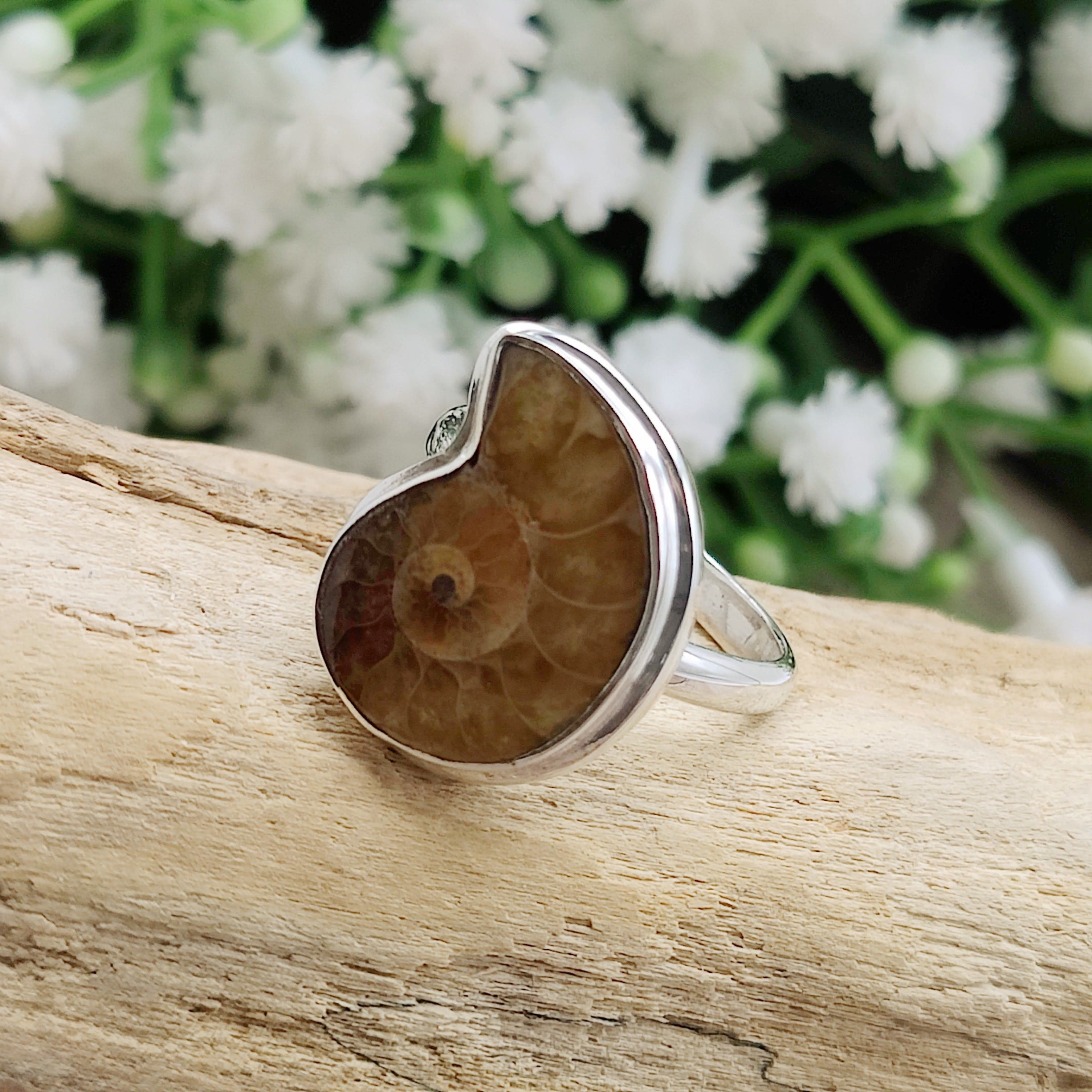 Hepburn and Hughes Ammonite Ring | Medium tone Madagascan | Sterling Silver