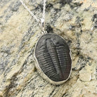 Hepburn and Hughes Trilobite Pendant | Fossil Necklace | Medium | Sterling Silver